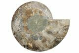 Cut & Polished Ammonite Fossil (Half) - Madagascar #213029-1